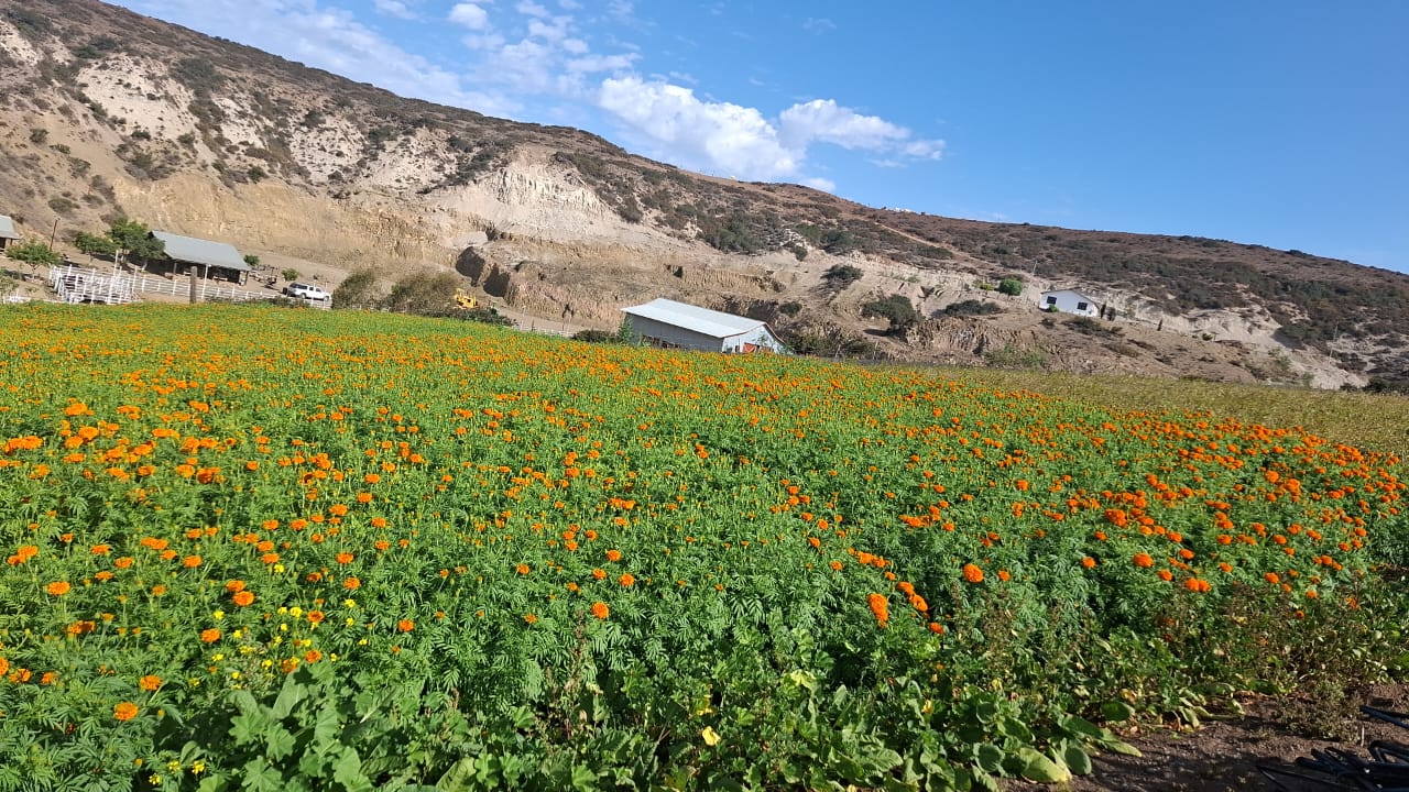 Jardín campestre montado para evento