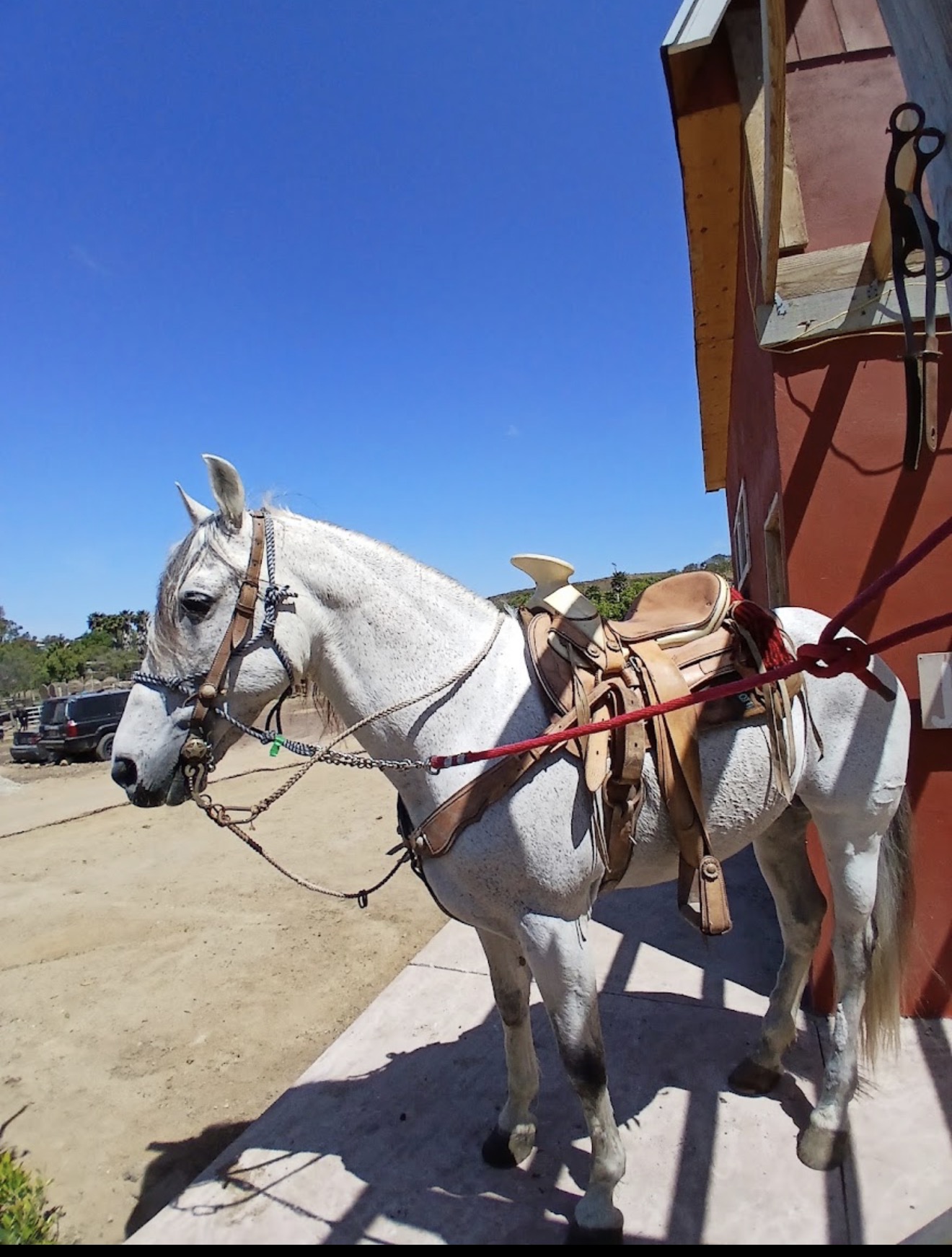 Caballos bailadores